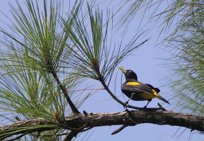 Yellow-rumped Cacique (Cacicus cela)