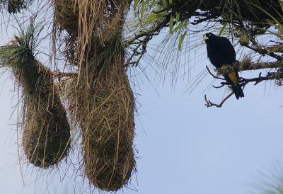 Yellow-rumped Cacique (Cacicus cela)