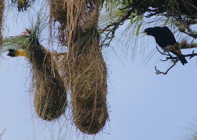 Yellow-rumped Cacique (Cacicus cela)
