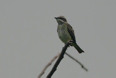 Piratic Flycatcher (Legatus leucophaius)