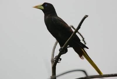 Crested Oropendola (Psarocolius decumanus)