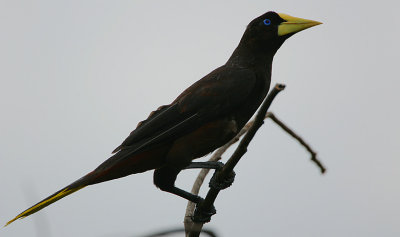 Crested Oropendola (Psarocolius decumanus)