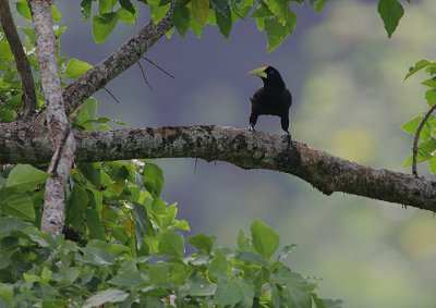 Crested Oropendola (Psarocolius decumanus)