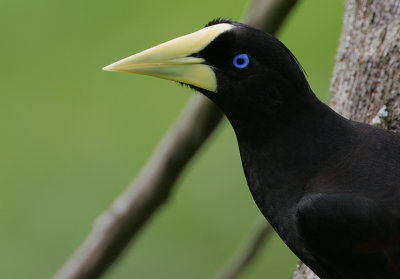 Crested Oropendola (Psarocolius decumanus) headshot