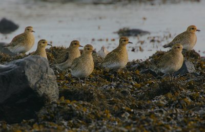 Golden Plover @ the roost