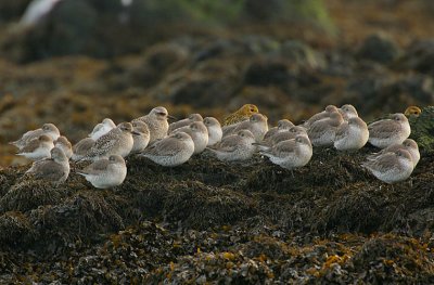 Roosting Knot with Grey & Golden Plover
