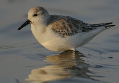 Sanderling wading