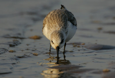 Sanderling feeding on the strandline