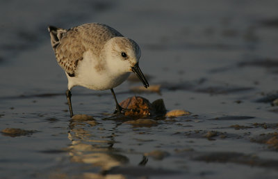Sanderling feeding