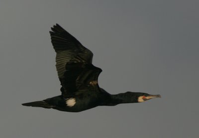 Cormorant in breeding plumage