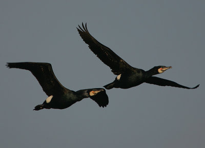 Cormorants (breeding plumage) in flight