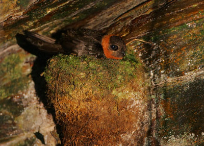 Chestnut-collared Swift (Streptoprocne rutila) on the nest