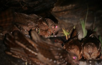 Oilbirds (Steatornis caripensis)