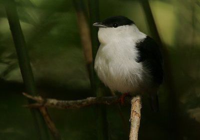 White-bearded Manakin (Manacus manacus) male
