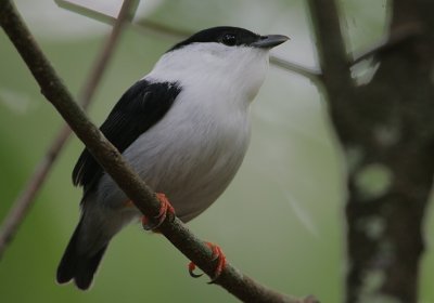 White-bearded Manakin (Manacus manacus) male