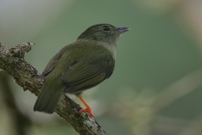 White-bearded Manakin (Manacus manacus) female
