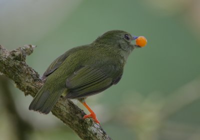 White-bearded Manakin (Manacus manacus) female feeding