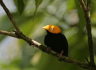 Golden-headed Manakin (Pipra erythrocephala)