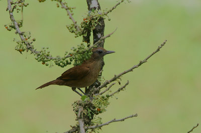 Cocoa Thrush (Turdus fumigatus)