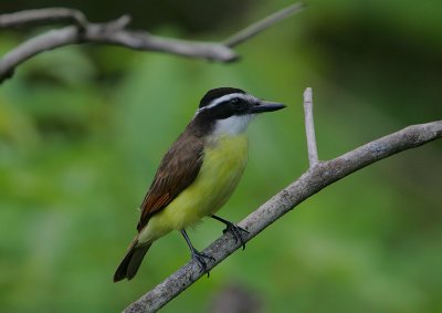 Kiskadee (Pitangus sulphuratus)