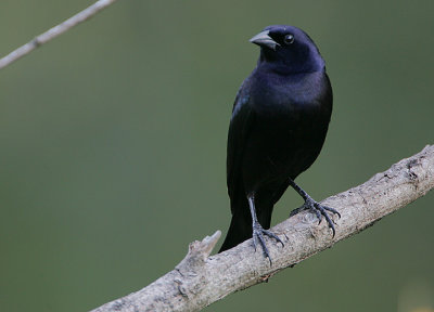 Shiny Cowbird (Molothrus bonariensis) male