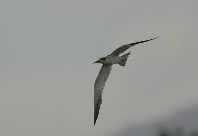 Large-billed Tern (Phaetusa simplex)