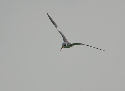 Large-billed Tern (Phaetusa simplex)