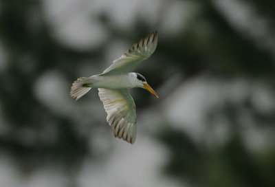 Large-billed Tern (Phaetusa simplex)