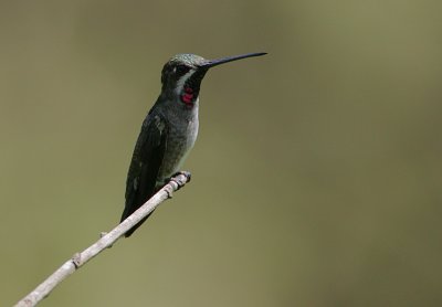 Long-billed Starthroat (Heliomaster longirostris)