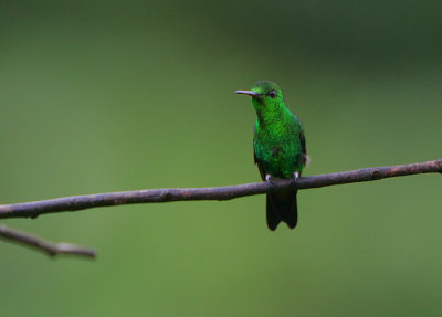 Copper-rumped Hummingbird (Amazilia tobaci)