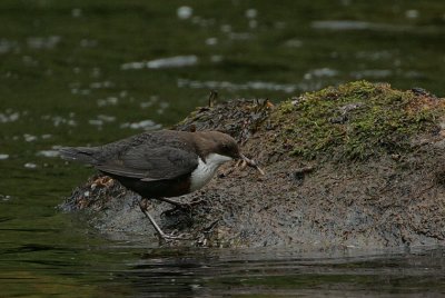Dipper collecting food