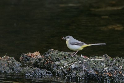 Grey Wagtail female