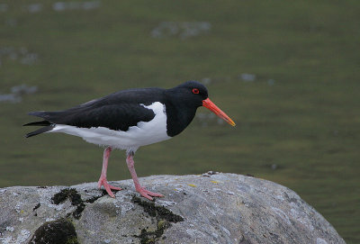 Oystercatcher