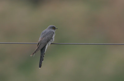Cuckoo female
