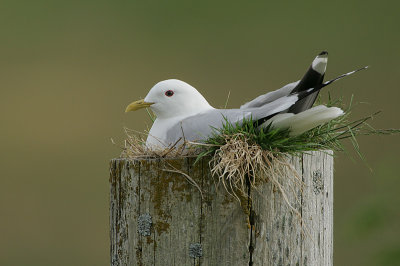 Common Gull on nest