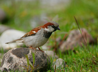 House Sparrow -mature male