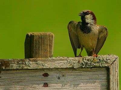 House Sparrow -mature male