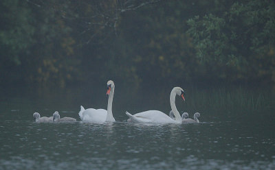 Mute Swan family