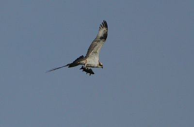 Osprey with fish