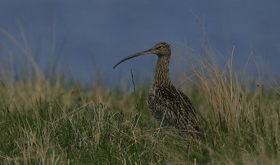 Curlew