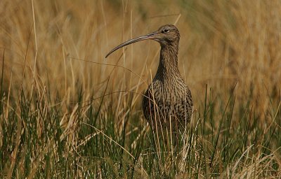 Curlew