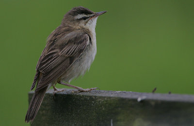 Sedge Warbler