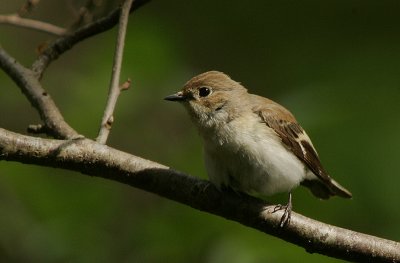 Pied Flycatcher female