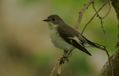 Pied Flycatcher female