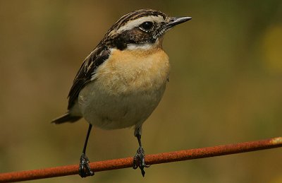 Whinchat (Saxicola rubetra)