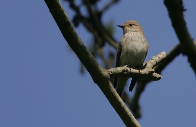 Spotted Flycatcher