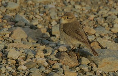 Willow Warbler