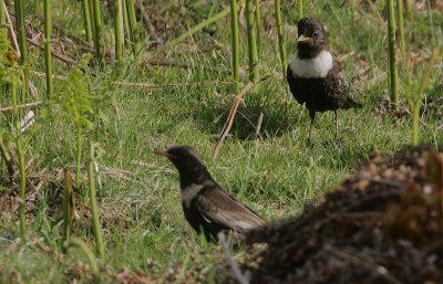 Ring Ouzel pair