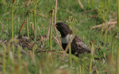 Ring Ouzel female