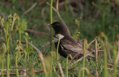 Ring Ouzel male